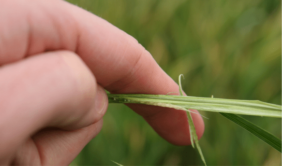 Freeze injury just after jointing. Note the pale, milky color of the head. 