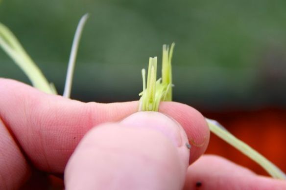 A healthy head of Endurance  from Apache, OK. 
