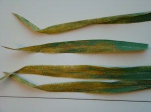 Stripe rust on Duster near Apache OK on 25 April 2013