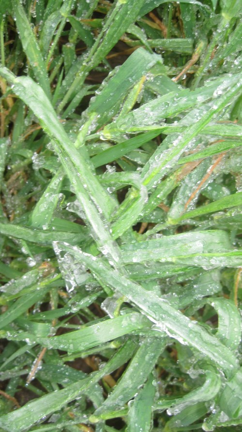 Mixture of ice and rain on wheat at Banner Rd. and I 40. Photo courtesy Mike Schulte, Oklahoma Wheat Commission