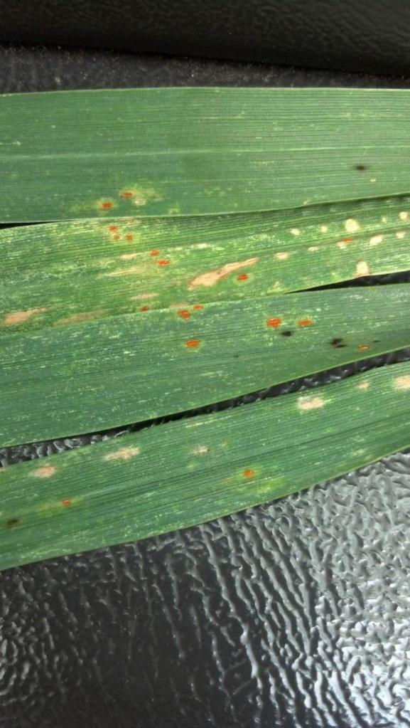 Leaf rust and powdery mildew on Overley at Devol, Oklahoma 04/08/2013
