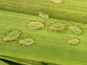 Greenbugs on wheat