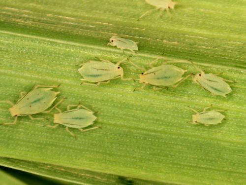 Greenbugs on wheat