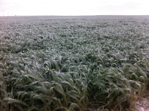 Ice covered wheat in the Alva area. Photo courtesy Woods County Extension Educator, Greg Highfill