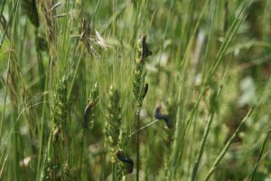 Armyworm 2 Royer 2007