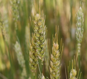 Armyworm damaged wheat heads