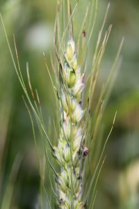 Awns affected by bacterial streak/black chaff typically show a dark banding