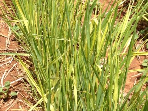 Wheat showing symtoms of Wheat Streak Mosiac Virus. There are no curative sprays for this virus, but it can be avoided by ensuring volunteer wheat and other grasses are dead at least two weeks prior to planting