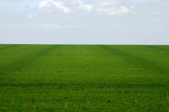 Poor nitrogen application can result in a streaked field. Some of the areas in this field were over fertilized while some were under fertilized resulting in wasted nitrogen and less than optimal crop yield.