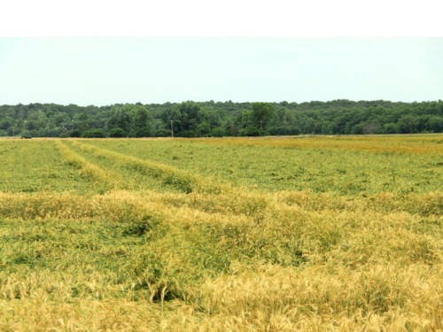 Severe lodging in an Oklahoma wheat field in 2013