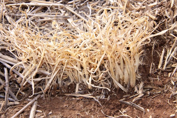 Although seeded at the proper depth, some wheat plants in heavy residue areas had crown placement at the soil surface. This increased the severity of winterkill.