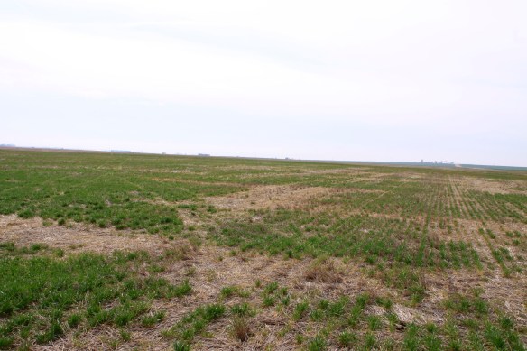 Areas of winterkill in no-till wheat near Alva