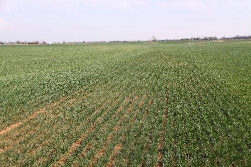Field affected by winter grain mite south of Enid. Note the silver tint of the wheat on the left side of the terrace.