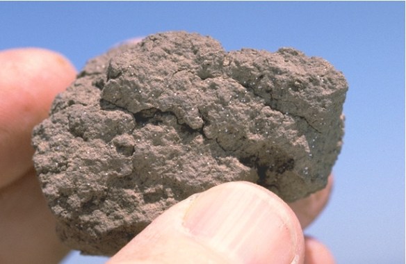 Brown wheat mite eggs in soil.