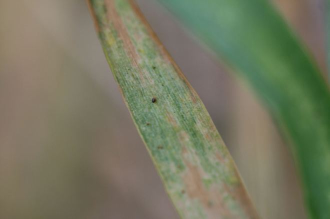 Brown wheat mites are about the size of a period at the end of a sentence and can be difficult to see with the naked eye. 