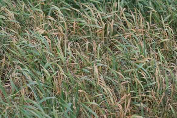 Brown what mite can severely damage wheat that is already stressed due to drought or other adverse environmental conditions.