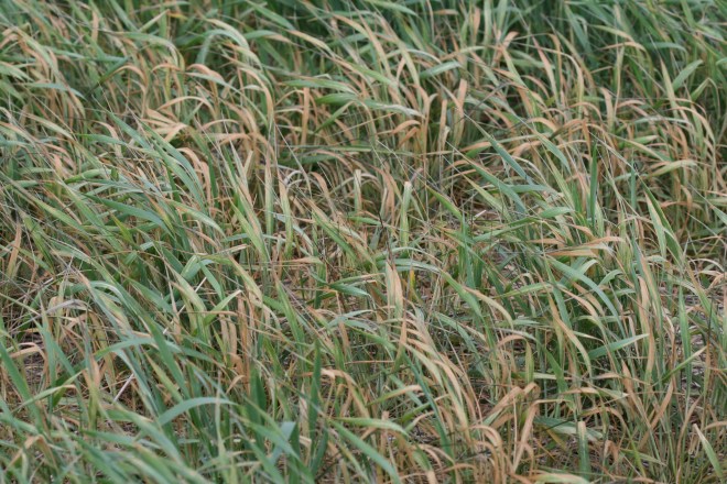 Brown what mite can severely damage wheat that is already stressed due to drought or other adverse environmental conditions.