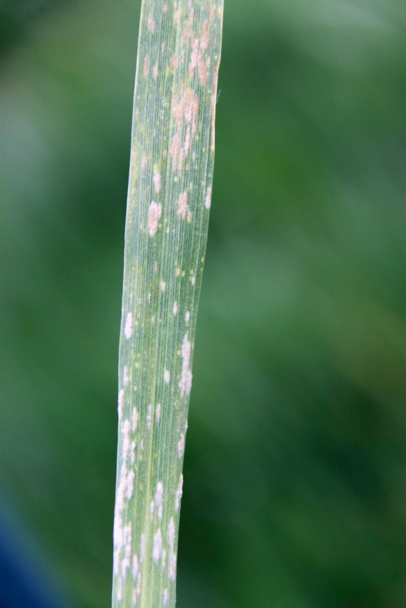 Powdery mildew