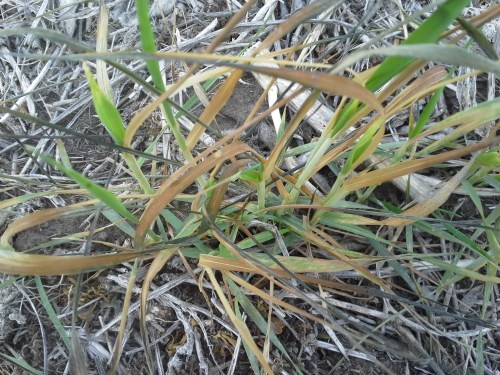 Freeze injury in Kay County Oklahoma. Photo courtesy Curtis Vap.