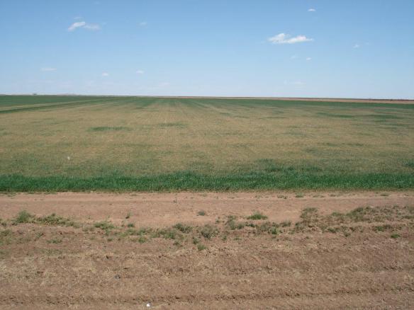 Altus Area Wheat-April 2014 001