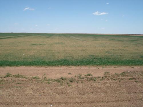 Altus Area Wheat-April 2014 001
