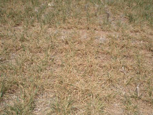 Altus Area Wheat-April 2014 002