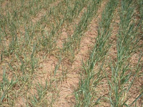 Altus Area Wheat-April 2014 004