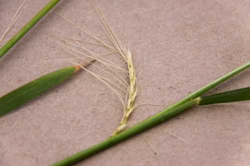Freeze injured wheat from Marshall, OK