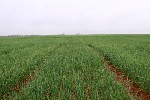 As evidenced by this picture from Marshall, Oklahoma, freeze injured wheat can still have a green appearance. You must split stems to accurately assess injury.