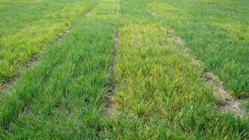 Wheat streak mosaic virus is responsible for yellowing at our Kildare variety trial. All varieties are affected by the disease, but as shown in this picture the severity of the reaction differs somewhat by variety.