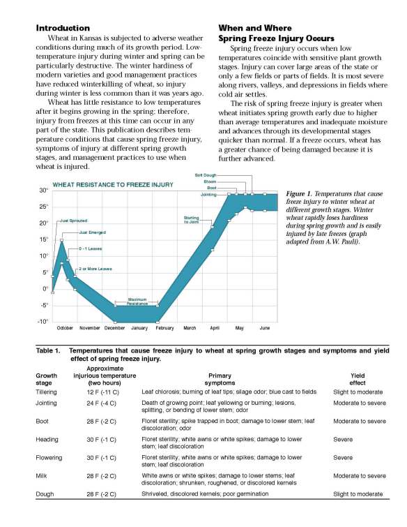 Excerpt from KSTATE publication C-646 Spring Freeze Injury to Kansas Wheat
