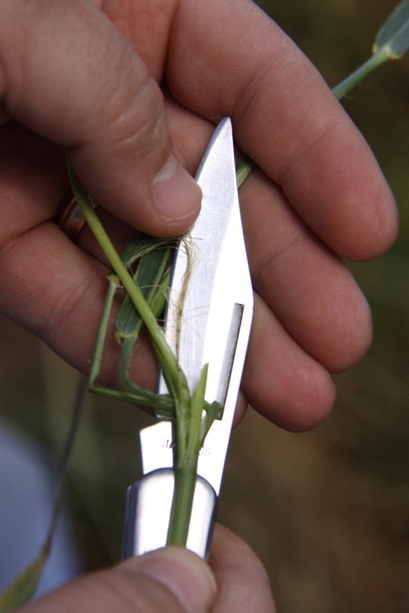 Freeze injured wheat heads will be brown. As indicated in the post above, wheat tillers that are not headed out south of Hwy 51 in Oklahoma likely has this type of freeze injury.