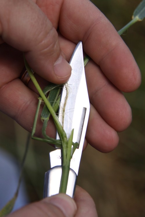 Freeze injured wheat heads will be brown. As indicated in the post above, wheat tillers that are not headed out south of Hwy 51 in Oklahoma likely has this type of freeze injury.