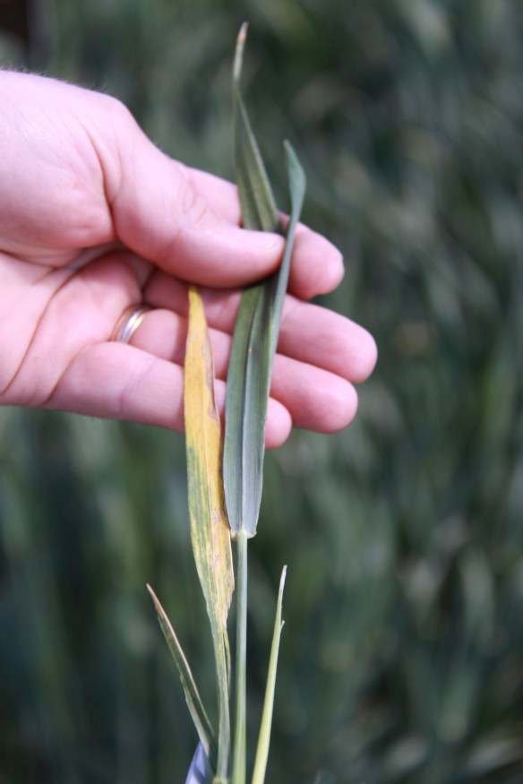 Freeze injured wheat can still have green flag leaves but dead wheat heads. This tiller will eventually turn brown.
