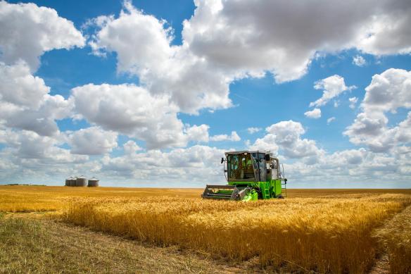 Harvest at Walters, OK. Photo courtesy Todd Johnson, OSU Ag. Comm. Services.