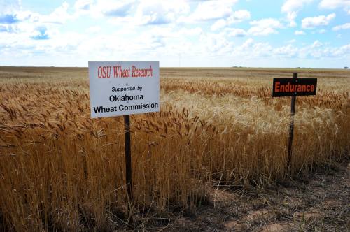Wheat checkoff dollars make the Oklahoma Wheat Variety Testing program possible. We appreciate the support of our Oklahoma farmers!
