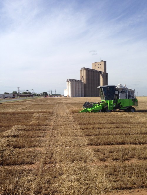 Once we made it Thomas harvest went well. Yields were low, but that was to be expected given the freeze and drought.