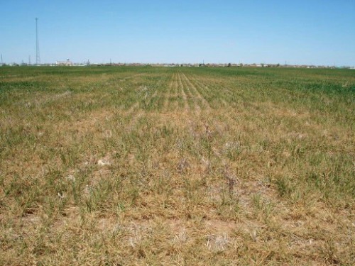 This photo of a wheat field near Altus, Oklahoma in April 2014 shows the level of devastation from the extreme, multi-year drought. Most wheat fields in this region were abandoned due to drought.