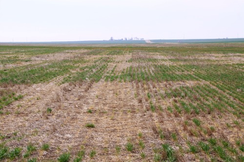 Winterkill was common in northwestern Oklahoma, with the greatest injury occurring in no-till and/or grazed wheat fields.