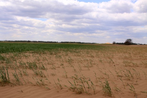 Thin wheat stands left some fields vulnerable to blowing sand and wind erosion