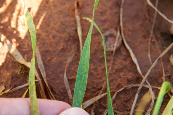 Fall infestations of leaf rust rarely carryover to the spring and generally do not warrant treatment. Monitor fields and consider a split fungicide application in the spring if heavy foliar disease is still present at Feekes GS 6 - 7