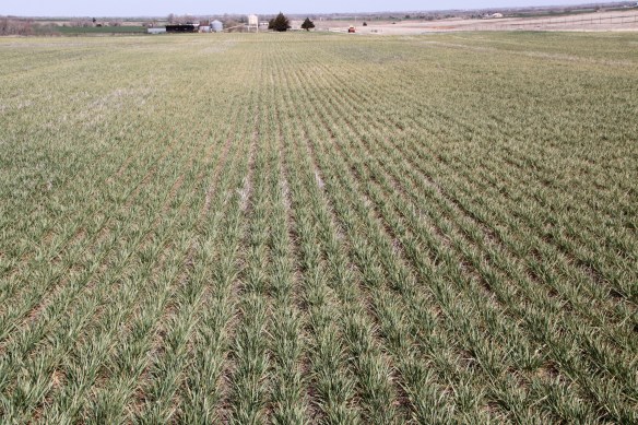 Wheat damaged by winter grain mite often has a silver or grayish appearance from a distance