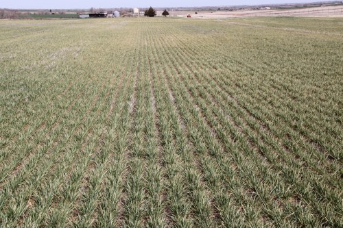 Wheat damaged by winter grain mite often has a silver or grayish appearance from a distance