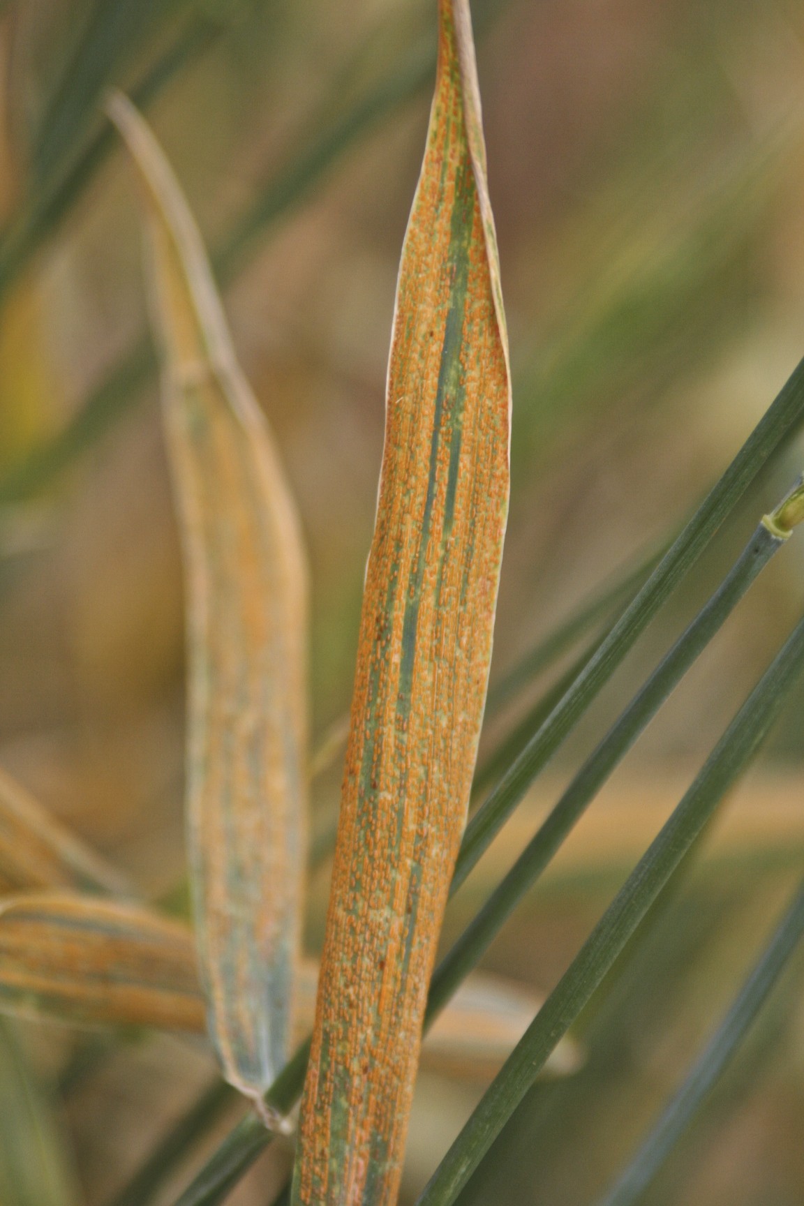 Wheat stripe rust