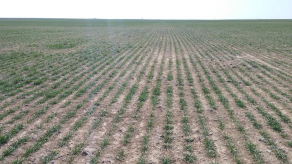 Army cutworm injury in wheat. Photo courtesy Sug Farrington, Cimarron County Extension Educator.