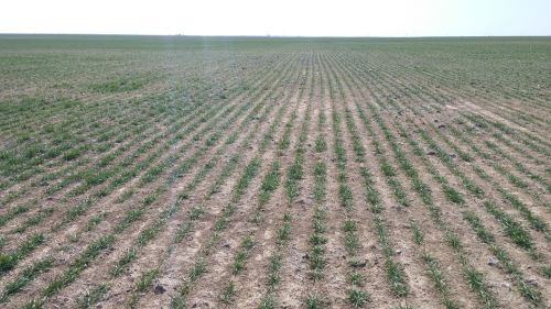 Army cutworm injury in wheat. Photo courtesy Sug Farrington, Cimarron County Extension Educator.