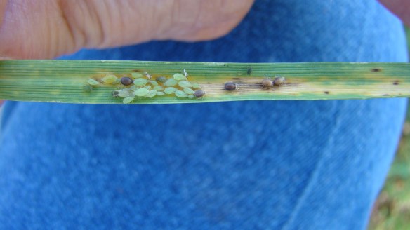 Greenbugs and mummies in Custer County, Oklahoma