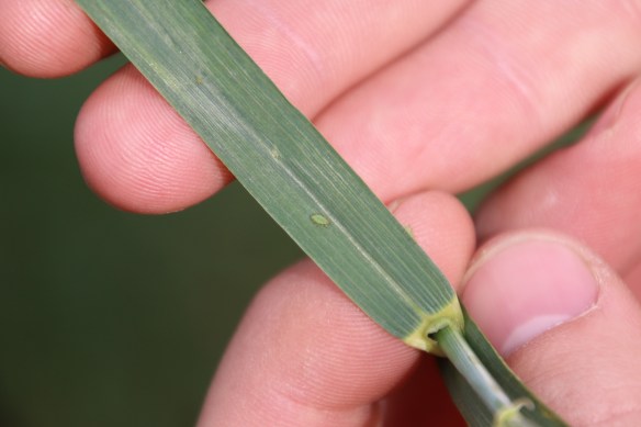 Greenbugs were alive and well at Lamont