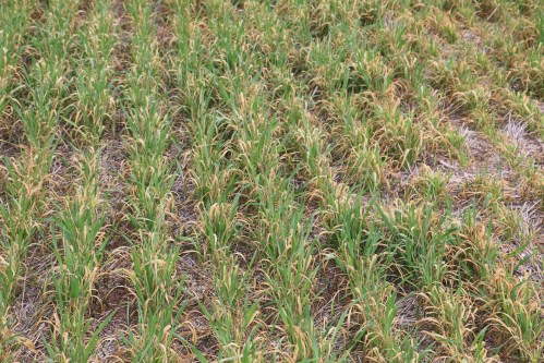 Although freeze injury to plant tissue in this field was severe, the wheat heads were mostly left unscathed