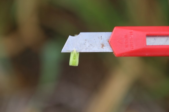 A closeup of a head from the freeze-injured wheat shown above. Although tissue damage is severe, the growing point and wheat head are still viable